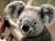 Un Koala trés affectueux